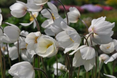 Sommeranemone Anemone sylvestris 5-10 potte P9 Anemone sylvestris