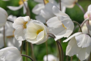 Sommeranemone Anemone sylvestris 5-10 potte P9 Anemone sylvestris