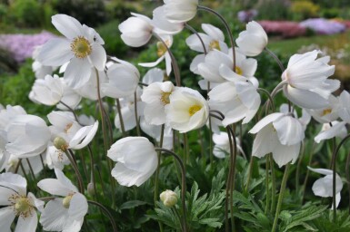 Sommeranemone Anemone sylvestris 5-10 potte P9 Anemone sylvestris