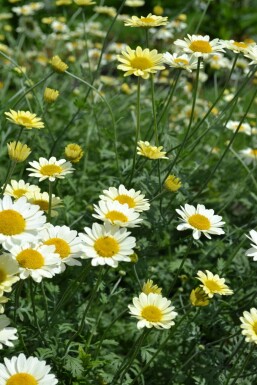 Farvegåseurt Anthemis tinctoria 'Sauce Hollandaise' 5-10 potte P9 Anthemis tinctoria 'Sauce Hollandaise'