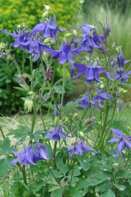 Alpeakeleje Aquilegia alpina 5-10 potte P9 Aquilegia alpina