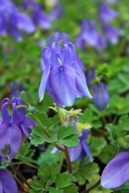 Japansk akeleje Aquilegia flabellata 'Ministar' 5-10 potte P9 Aquilegia flabellata 'Ministar'