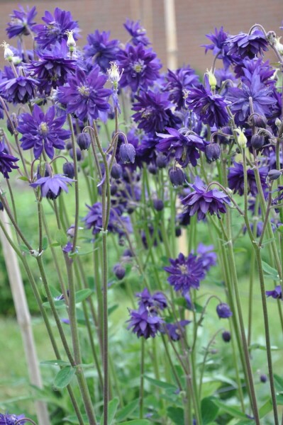 Almindelig akeleje Aquilegia vulgaris 'Black Barlow' 5-10 potte P9 Aquilegia vulgaris 'Black Barlow'