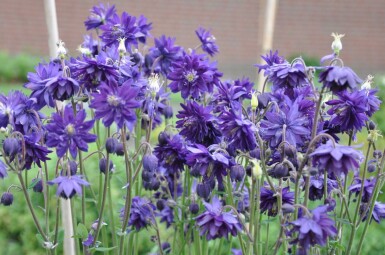 Almindelig akeleje Aquilegia vulgaris 'Black Barlow' 5-10 potte P9 Aquilegia vulgaris 'Black Barlow'