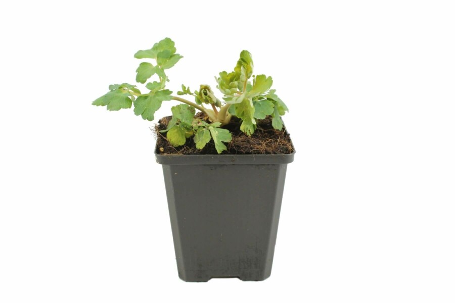 Almindelig akeleje Aquilegia vulgaris 'Black Barlow' 5-10 potte P9 Aquilegia vulgaris 'Black Barlow'