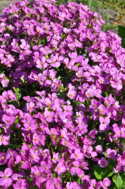 Hvid kalkkarse Arabis caucasica 'Pinkie' 5-10 potte P9 Arabis caucasica 'Pinkie'