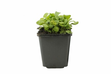 Hvid kalkkarse Arabis caucasica 'Pinkie' 5-10 potte P9 Arabis caucasica 'Pinkie'
