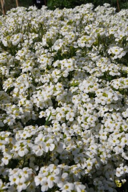 Hvid kalkkarse Arabis caucasica 'Snowcap' 5-10 potte P9