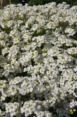 Hvid kalkkarse Arabis caucasica 'Snowcap' 5-10 potte P9 Arabis caucasica 'Snowcap'