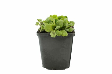 Hvid kalkkarse Arabis caucasica 'Snowcap' 5-10 potte P9 Arabis caucasica 'Snowcap'