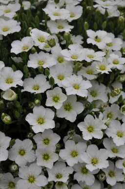 Bjergmarkarve Arenaria montana 5-10 potte P9 Arenaria montana