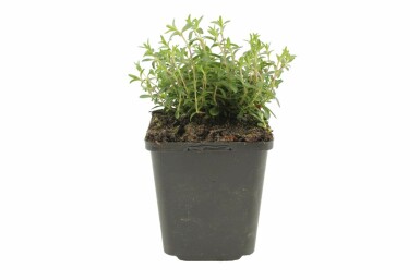 Bjergmarkarve Arenaria montana 5-10 potte P9 Arenaria montana