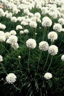 Almindelig engelskgræs Armeria maritima 'Alba' 5-10 potte P9 Armeria maritima 'Alba'