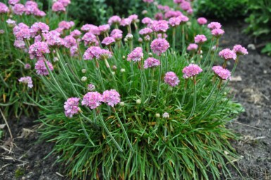 Almindelig engelskgræs Armeria maritima 'Splendens Perfecta' 5-10 potte P9 Armeria maritima 'Splendens Perfecta'