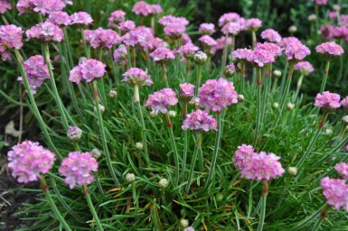 Almindelig engelskgræs Armeria maritima 'Splendens Perfecta' 5-10 potte P9 Armeria maritima 'Splendens Perfecta'