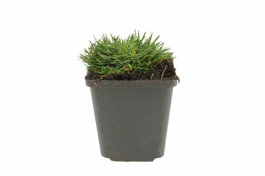 Almindelig engelskgræs Armeria maritima 'Splendens Perfecta' 5-10 potte P9 Armeria maritima 'Splendens Perfecta'