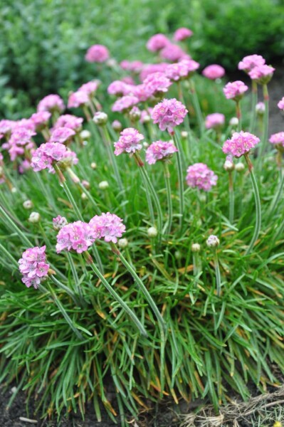 Almindelig engelskgræs Armeria maritima 'Splendens Perfecta' 5-10 potte P9 Armeria maritima 'Splendens Perfecta'