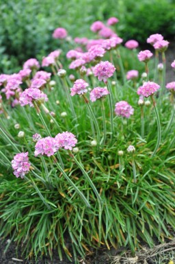 Almindelig engelskgræs Armeria maritima 'Splendens Perfecta' 5-10 potte P9