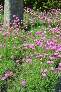 Almindelig engelskgræs Armeria maritima 'Splendens' 5-10 potte P9 Armeria maritima 'Splendens'