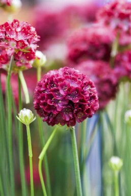 Engelsk græs Armeria pseudarmeria 'Ballerina Red' 5-10 potte P9 Armeria pseudarmeria 'Ballerina Red'