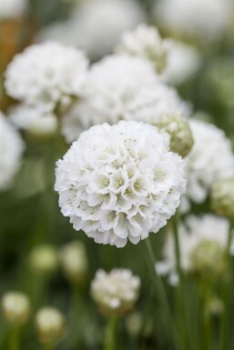 Engelsk græs Armeria pseudarmeria 'Ballerina White' 5-10 potte P9 Armeria pseudarmeria 'Ballerina White'