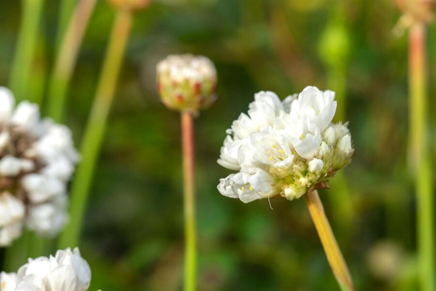 Engelsk græs Armeria pseudarmeria 'Ballerina White' 5-10 potte P9 Armeria pseudarmeria 'Ballerina White'