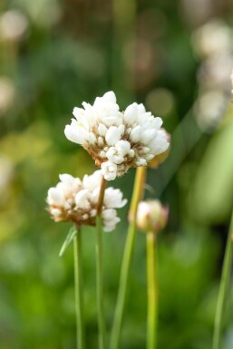 Engelsk græs Armeria pseudarmeria 'Ballerina White' 5-10 potte P9 Armeria pseudarmeria 'Ballerina White'