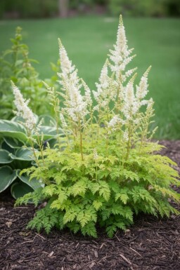 Koreansk fjerbusk Aruncus aethusifolius 'Noble Spirit' 5-10 potte P9 Aruncus aethusifolius 'Noble Spirit'