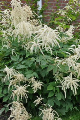 Almindelig fjerbusk Aruncus dioicus 5-10 potte P9 Aruncus dioicus