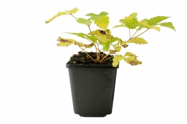 Almindelig fjerbusk Aruncus dioicus 5-10 potte P9 Aruncus dioicus