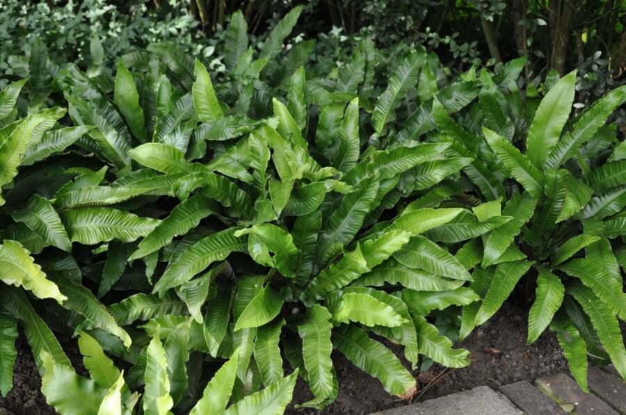 Hjortetunge Asplenium scolopendrium 5-10 potte P9 Asplenium scolopendrium