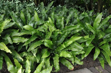 Hjortetunge Asplenium scolopendrium 5-10 potte P9 Asplenium scolopendrium