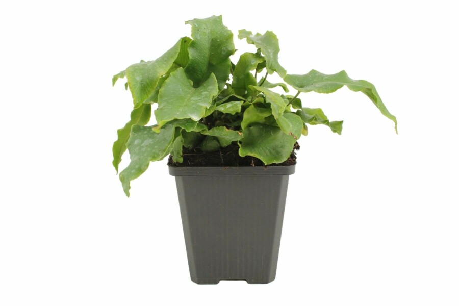 Hjortetunge Asplenium scolopendrium 5-10 potte P9 Asplenium scolopendrium