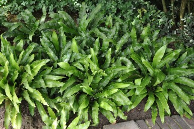 Hjortetunge Asplenium scolopendrium 5-10 potte P9 Asplenium scolopendrium