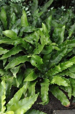 Hjortetunge Asplenium scolopendrium 5-10 potte P9