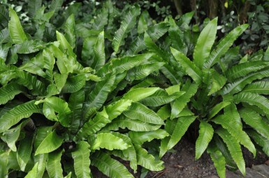 Hjortetunge Asplenium scolopendrium 5-10 potte P9 Asplenium scolopendrium