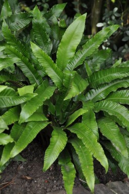 Hjortetunge Asplenium scolopendrium 5-10 potte P9 Asplenium scolopendrium