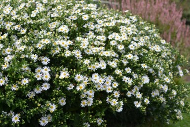 Japansk Aster Aster ageratoides 'Ashvi' 5-10 potte P9