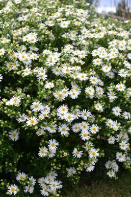 Japansk Aster Aster ageratoides 'Ashvi' 5-10 potte P9 Aster ageratoides 'Ashvi'