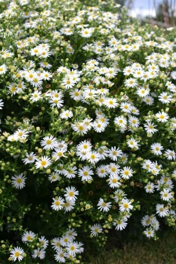 Japansk Aster Aster ageratoides 'Ashvi' 5-10 potte P9