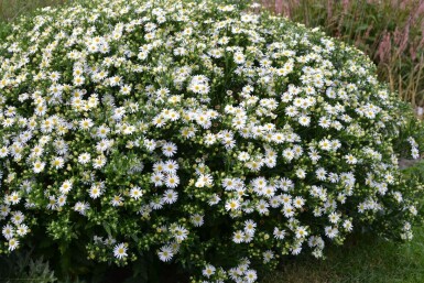 Japansk Aster Aster ageratoides 'Ashvi' 5-10 potte P9 Aster ageratoides 'Ashvi'