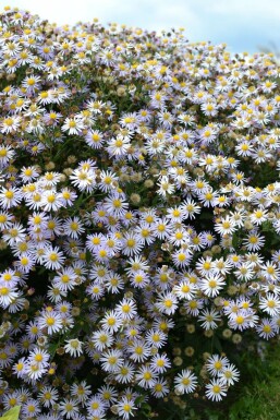Japansk Aster Aster ageratoides 'Asran' 5-10 potte P9 Aster ageratoides 'Asran'