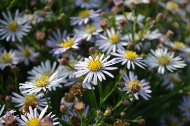 Japansk Aster Aster ageratoides 'Asran' 5-10 potte P9 Aster ageratoides 'Asran'