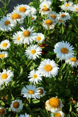 Alpeasters Aster alpinus 'Albus' 5-10 potte P9 Aster alpinus 'Albus'