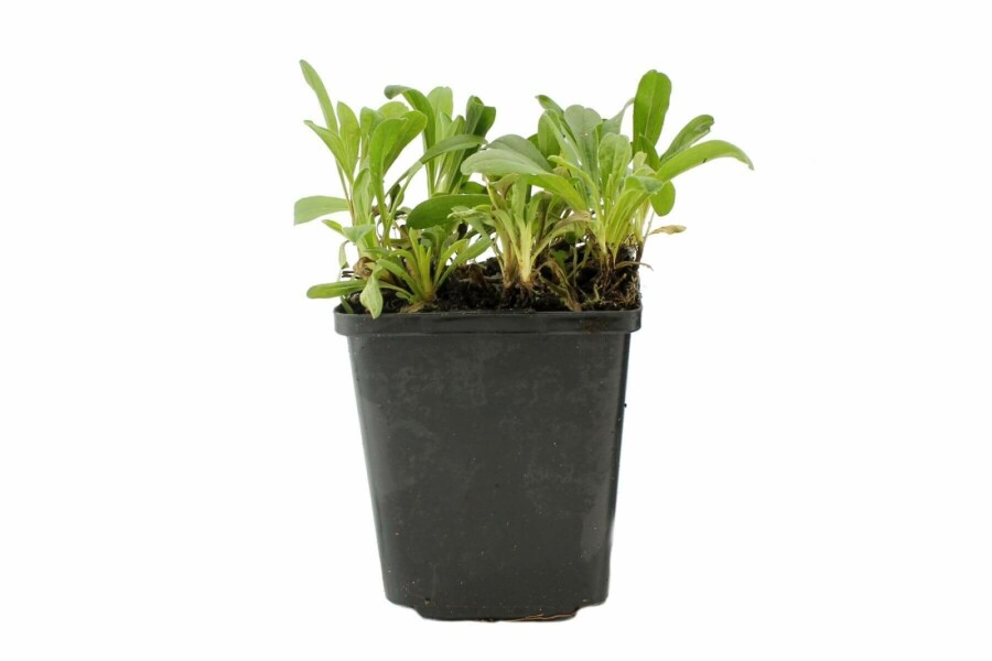 Alpeasters Aster alpinus 'Albus' 5-10 potte P9 Aster alpinus 'Albus'