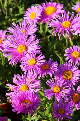 Alpeasters Aster alpinus 'Happy End' 5-10 potte P9 Aster alpinus 'Happy End'