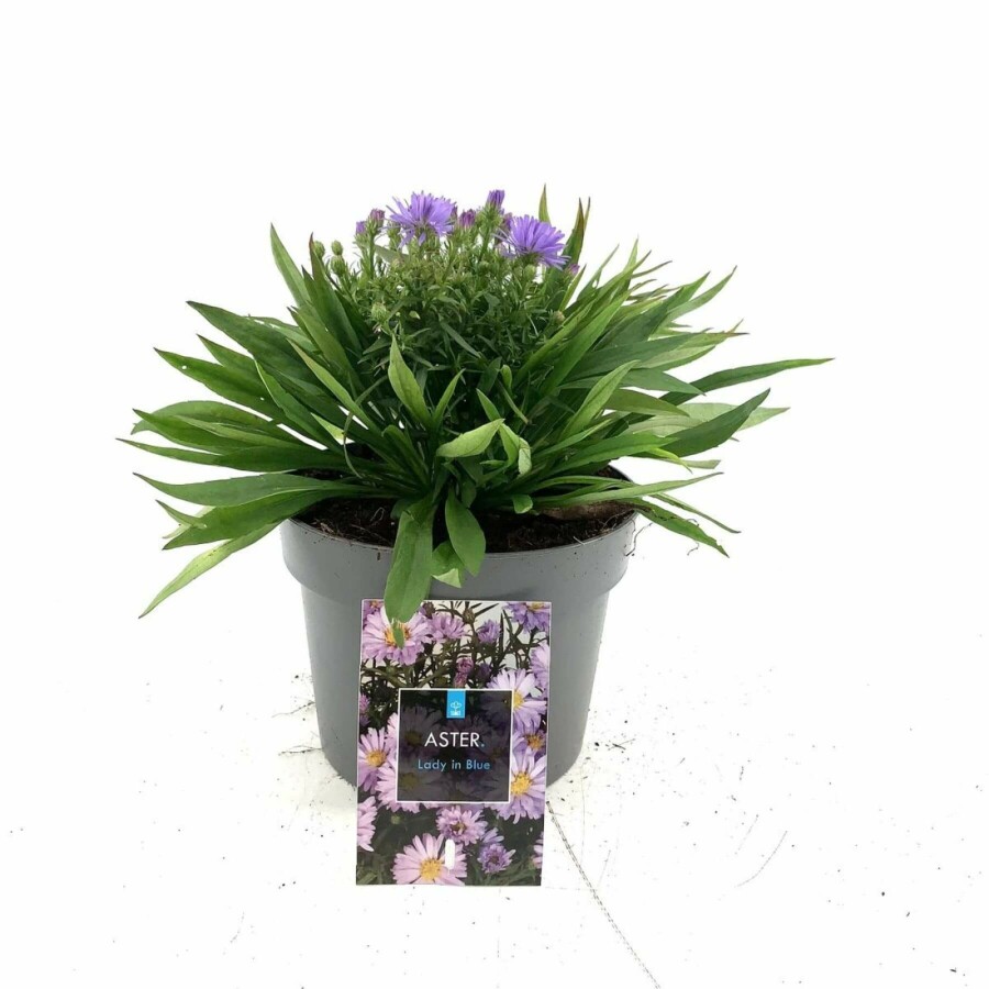 Pudeasters Aster dumosus 'Lady in Blue' 10-15 potte C2 Aster dumosus 'Lady in Blue'