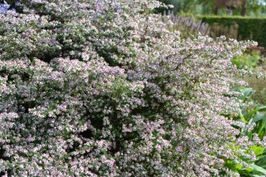 Sommerens farvel Aster lateriflorus 'Horizontalis' 5-10 potte P9 Aster lateriflorus 'Horizontalis'