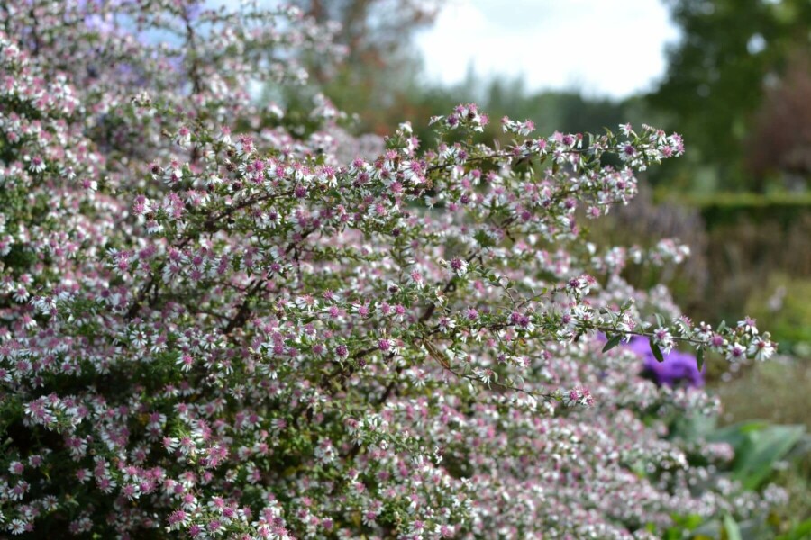Sommerens farvel Aster lateriflorus 'Horizontalis' 5-10 potte P9 Aster lateriflorus 'Horizontalis'