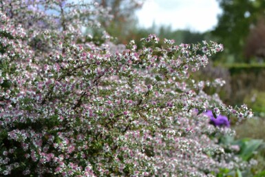 Sommerens farvel Aster lateriflorus 'Horizontalis' 5-10 potte P9